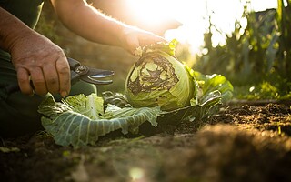 Potager en permaculture : 6 étapes pour s'y mettre