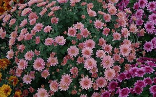 Top 30 des plus belles fleurs d’automne