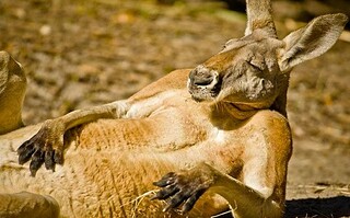Top 20 des clichés photo d'animaux