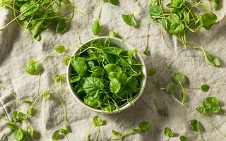 Le cresson, un légume-feuille « oublié »