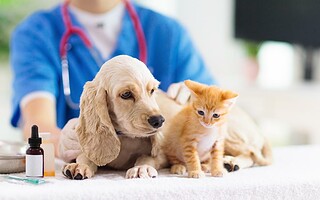 Maladies transmises par les chiens et chats