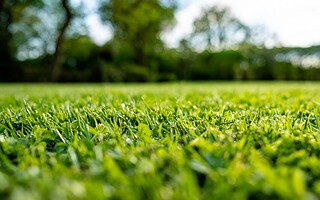 Comment entretenir sa pelouse au printemps ?