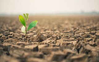 Sècheresse et agriculture : l'année 2023 sera-t-elle difficile ?