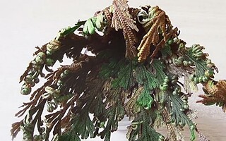 La rose de Jéricho, la fleur de résurrection