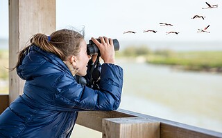 4 destinations en France pour observer les oiseaux