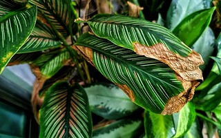 SOS plante morte : 5 conseils pour la sauver !