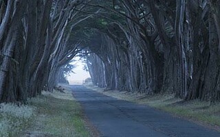 Les plus beaux tunnels végétaux du Monde