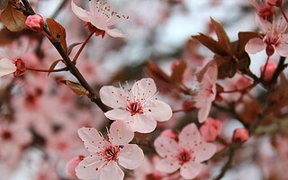 Coup de coeur : la fleur de Sakura