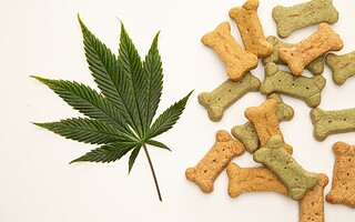 CBD et animaux de compagnie : que faut-il savoir ?