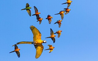 Pourquoi les oiseaux n'entrent-ils jamais en collision ?