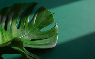 7 plantes qui n'ont pas besoin de lumière
