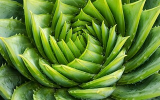 Aloe Vera : tous les secrets pour profiter de ses bienfaits