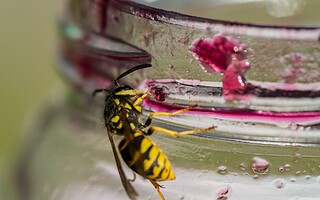Alerte ! Comment se protéger des guêpes ?