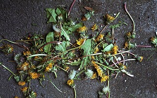 SOS mauvaises herbes : 5 recettes de désherbants