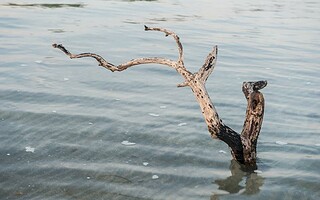 Insolite : un tronc d'arbre flotte depuis 120 ans !