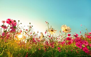 Problèmes de santé au contact de certaines fleurs