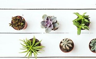 7 idées déco avec des plantes succulentes