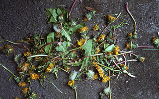 5 recettes de désherbants naturels
