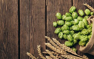 Houblon : quels sont les bienfaits ?
