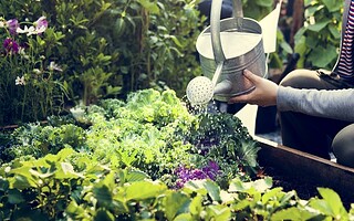 Comment économiser l'eau du jardin ?