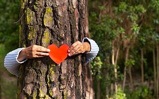 Les gestes pour protéger la forêt en été