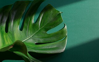 7 plantes qui n'ont pas besoin de lumière