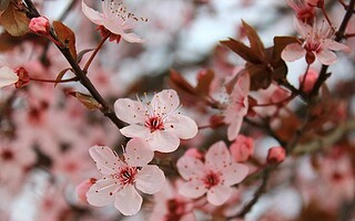 Coup de coeur : la fleur de Sakura