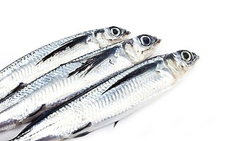 Une pluie de poissons en Écosse