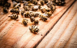 « Tueurs d'abeilles » : tout comprendre sur les pesticides néonicotinoïdes