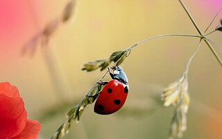 Coccinelles : les meilleures amies du jardinier 