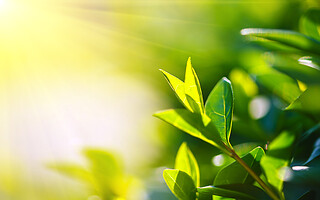 Les plantes peuvent-elles diffuser de la lumière?
