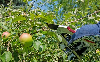 Les arbres fruitiers : comment en prendre soin ?