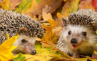 Tout savoir sur les hérissons