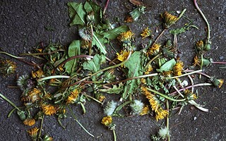 SOS mauvaises herbes !