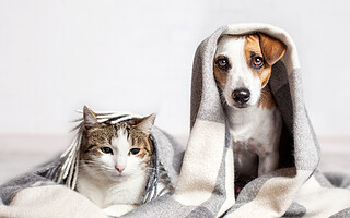 Comment partir en vacances avec son animal?