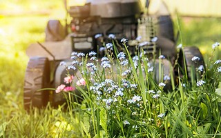 Biodiversité : pourquoi laisser des zones de pelouse en friche ?
