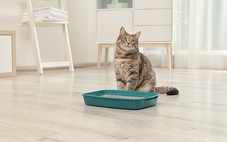 4 astuces pour se débarrasser des odeurs d'animaux
