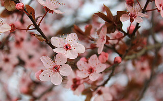 Coup de cœur: la fleur de Sakura 