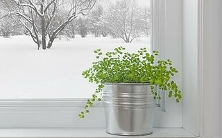 Quelles plantes doit-on rentrer en hiver ?