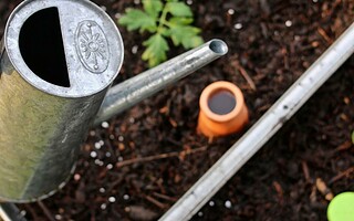 Oyas : l'arrosage naturel et écologique à adopter