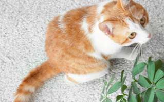 Plantes vertes et chat: 4 conseils pour éviter le chaos