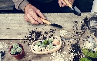 Comment réaliser un terrarium maison ?